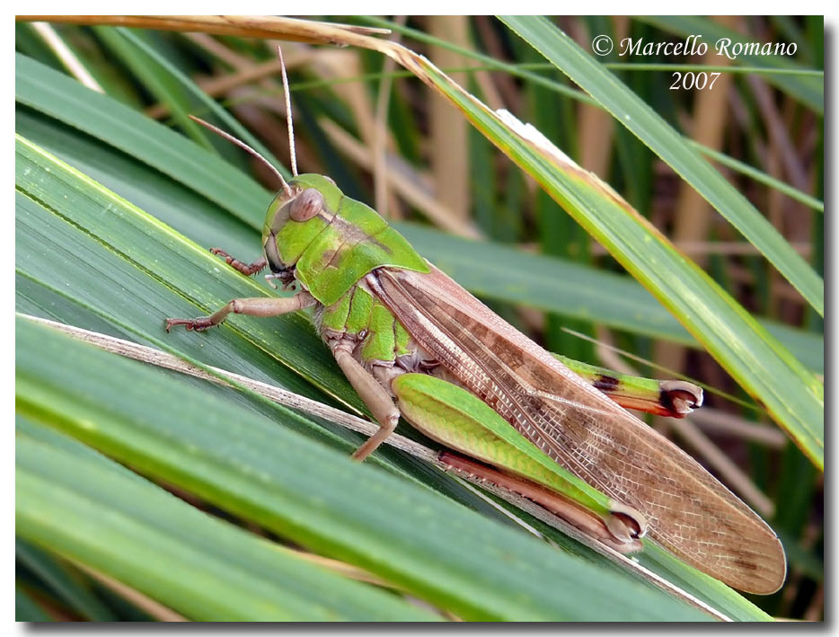 Acrididae: Locusta migratoria cinerascens e Oedaleus decorus